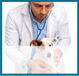veterinarian waste removal